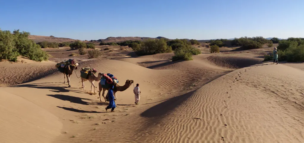 Hiking with camels in the desert of Morocco.
