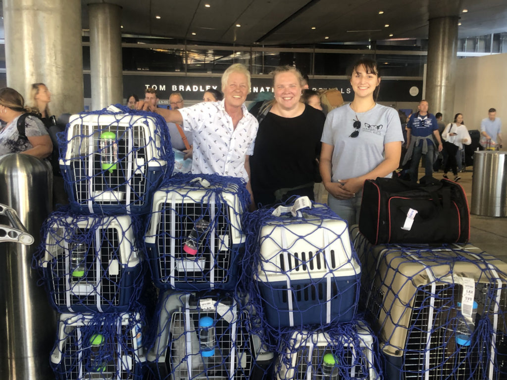 The rescued dogs arriving in LAX.