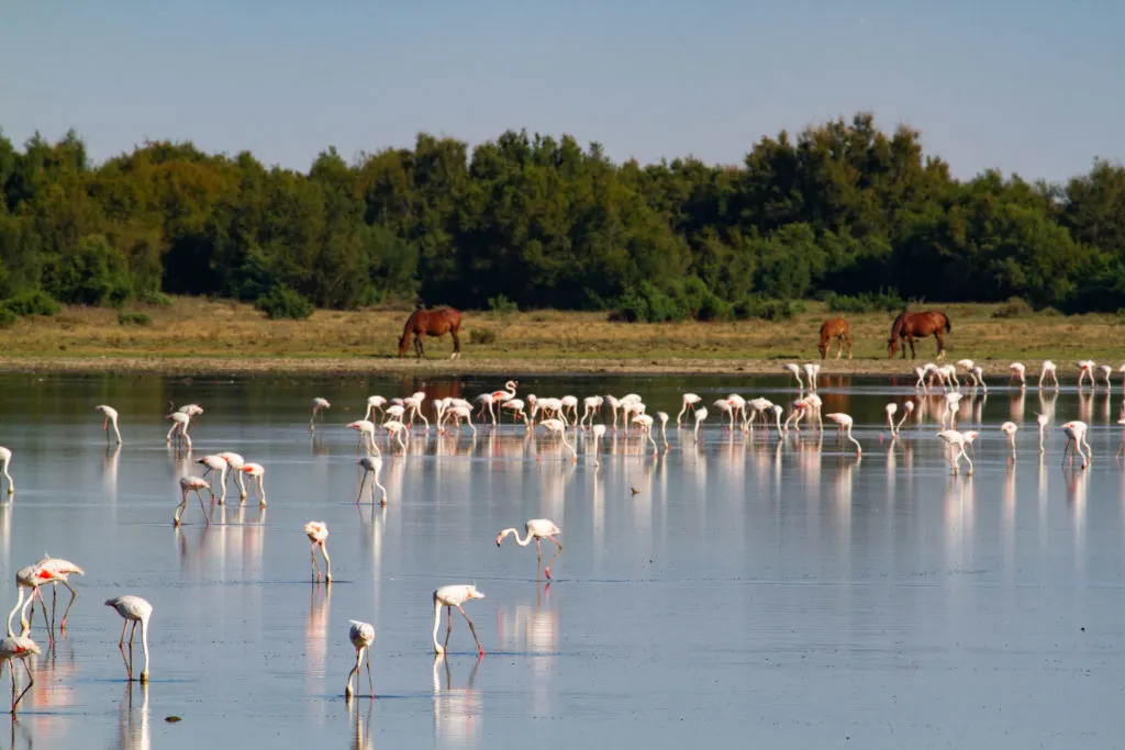 El Donana National Park is a wetlands and bird habitat.