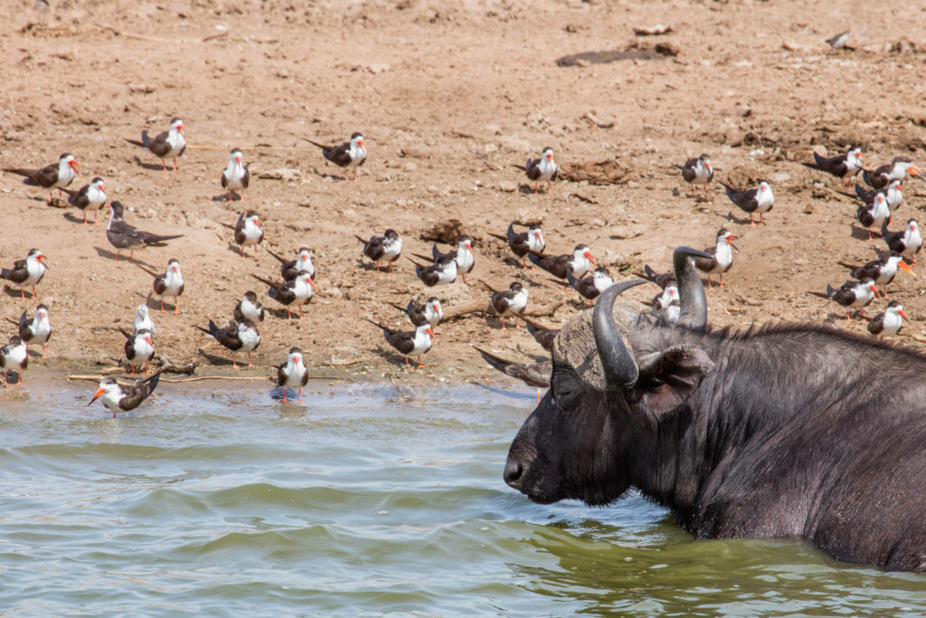 Water buffalo and birds on the Kazinga Channel.