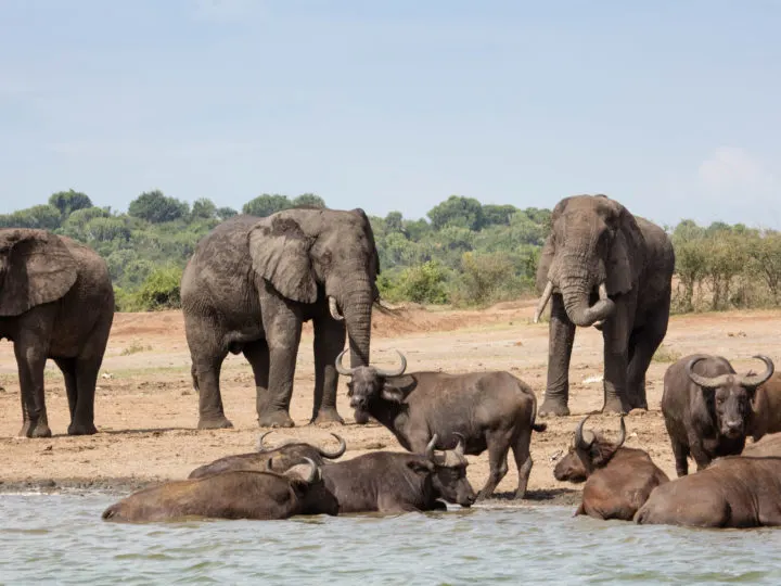 Elephants and water buffalo on the shore of the Kazinga Channel.