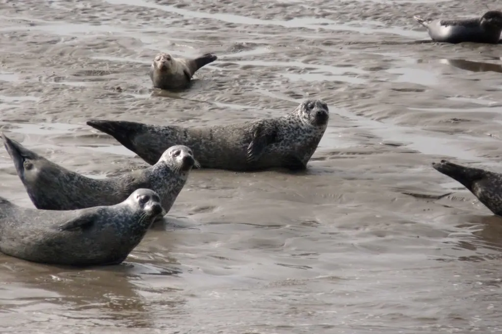 On the Donegal Bay Waterbus Tour, we pass by a group of harbour seals lounging on a sandbar.