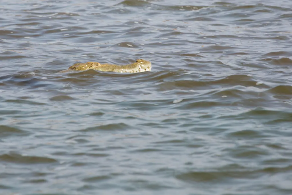 A crocodile, with really big teeth, swims with just it’s head above water in Elizabeth National Park, Uganda.