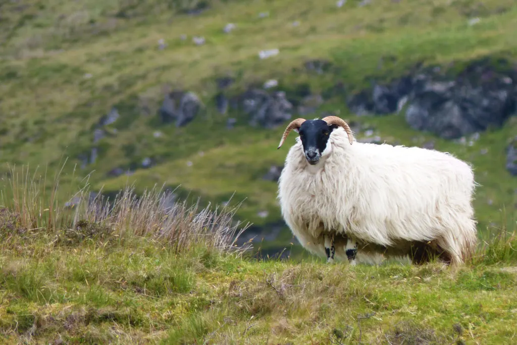 A very woolly sheep at Slieve League in Donegal County