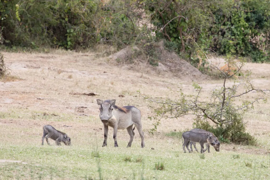 A family of warthogs in Elizabeth National Park, Uganda.