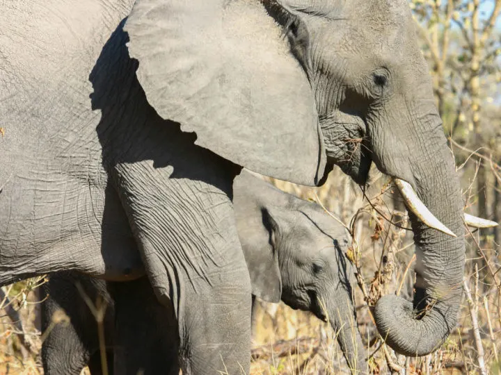 Botswana elephants, an African safari must see.