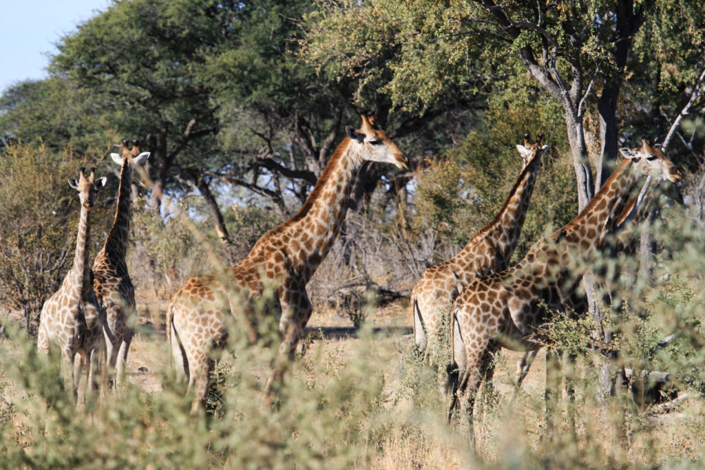Giraffes seen in Botswana.