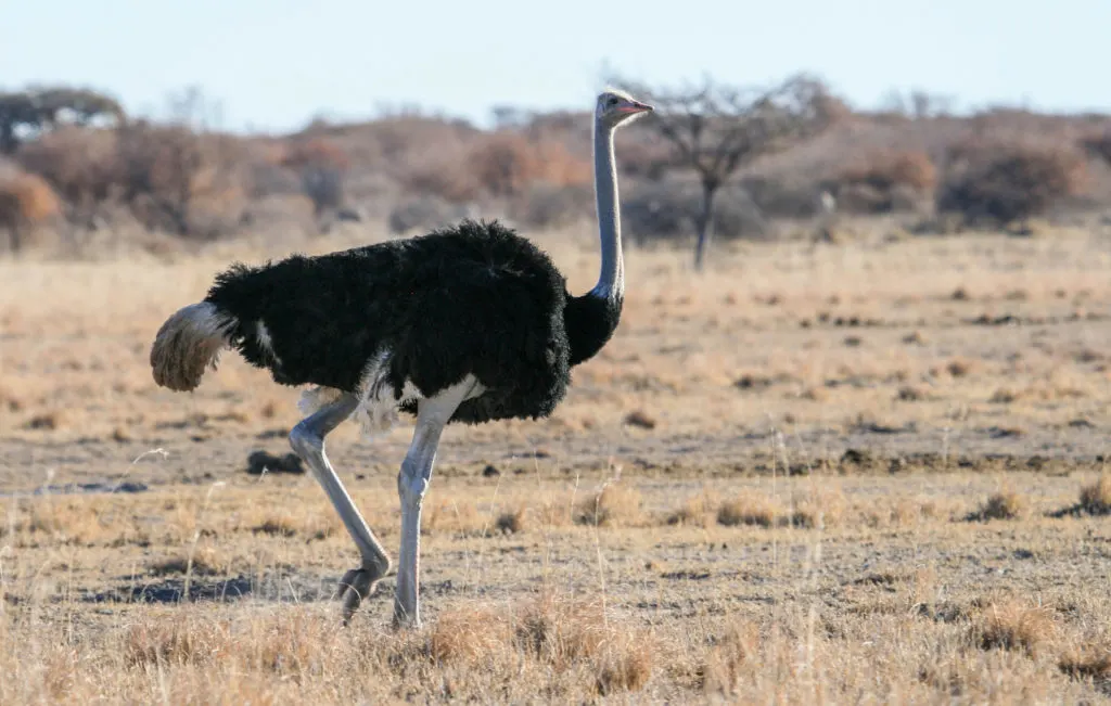 An ostrich from Namibia.