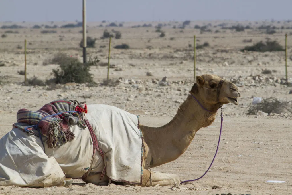 Camels are everywhere in Qatar, and one of the most fun activities to do is go on a camel ride.