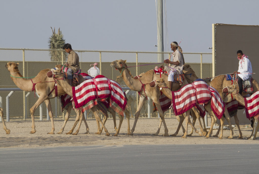 At the El Shahaniya Racetrack, a great place to watch camel racing in Doha.