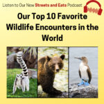 Blue-footed boobies, ring-tailed lemur, and grizzly bears are just a few of our favorite wildlife encounters around the world