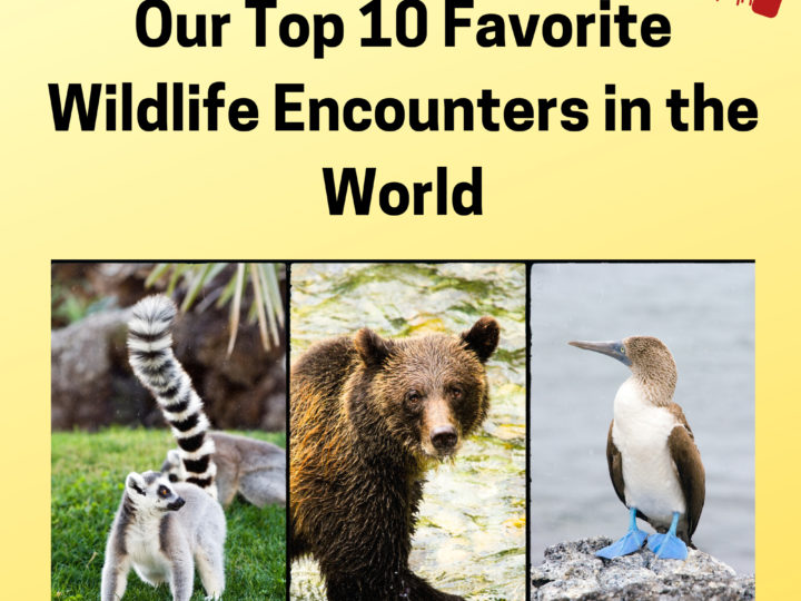 Blue-footed boobies, ring-tailed lemur, and grizzly bears are just a few of our favorite wildlife encounters around the world