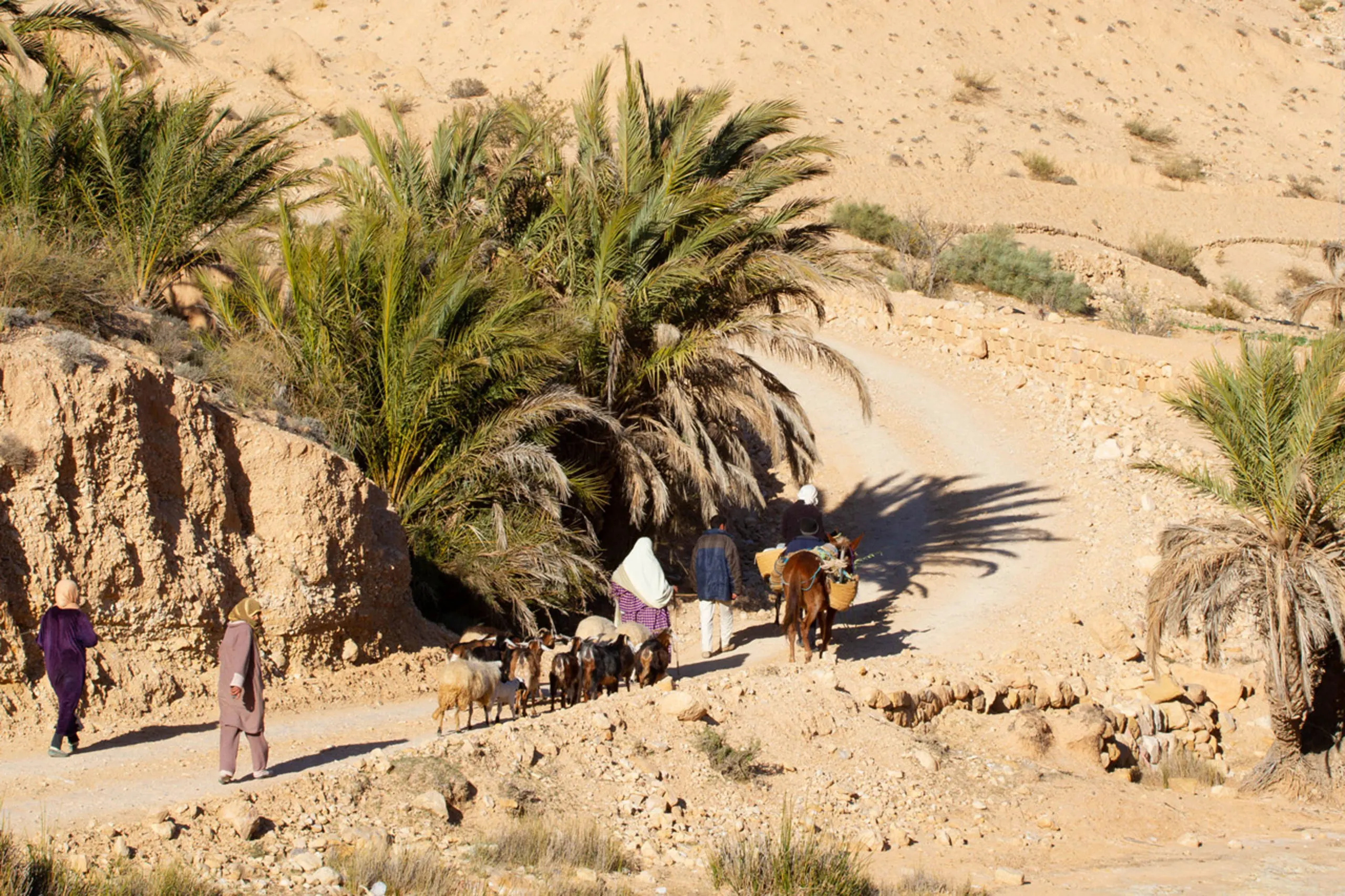 A family takes a dirt path home at the end of the day in the Sahara Desert.