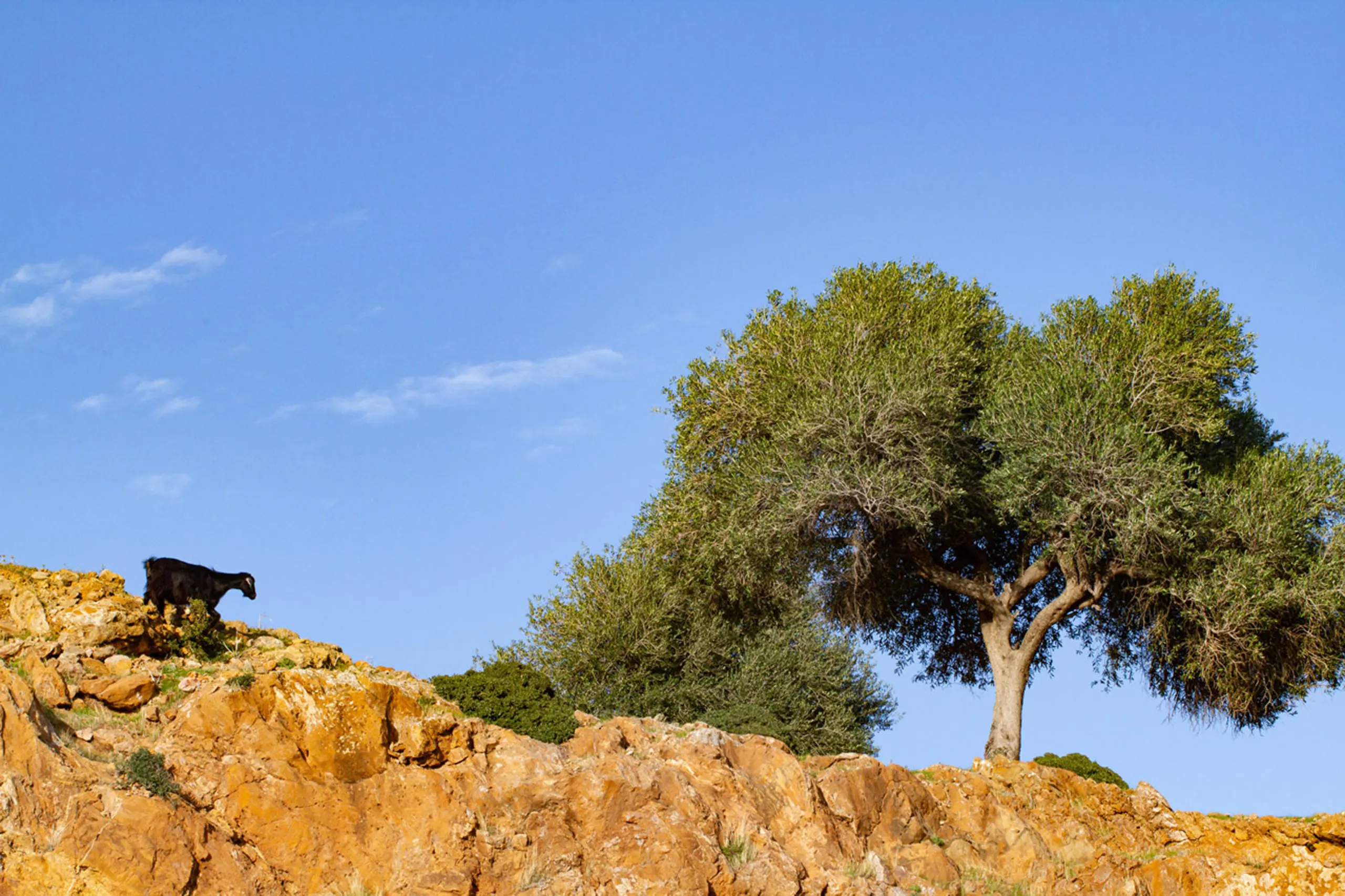 A goat is seen atop a cliff in the Ichkeul National Park, Tunisia.
