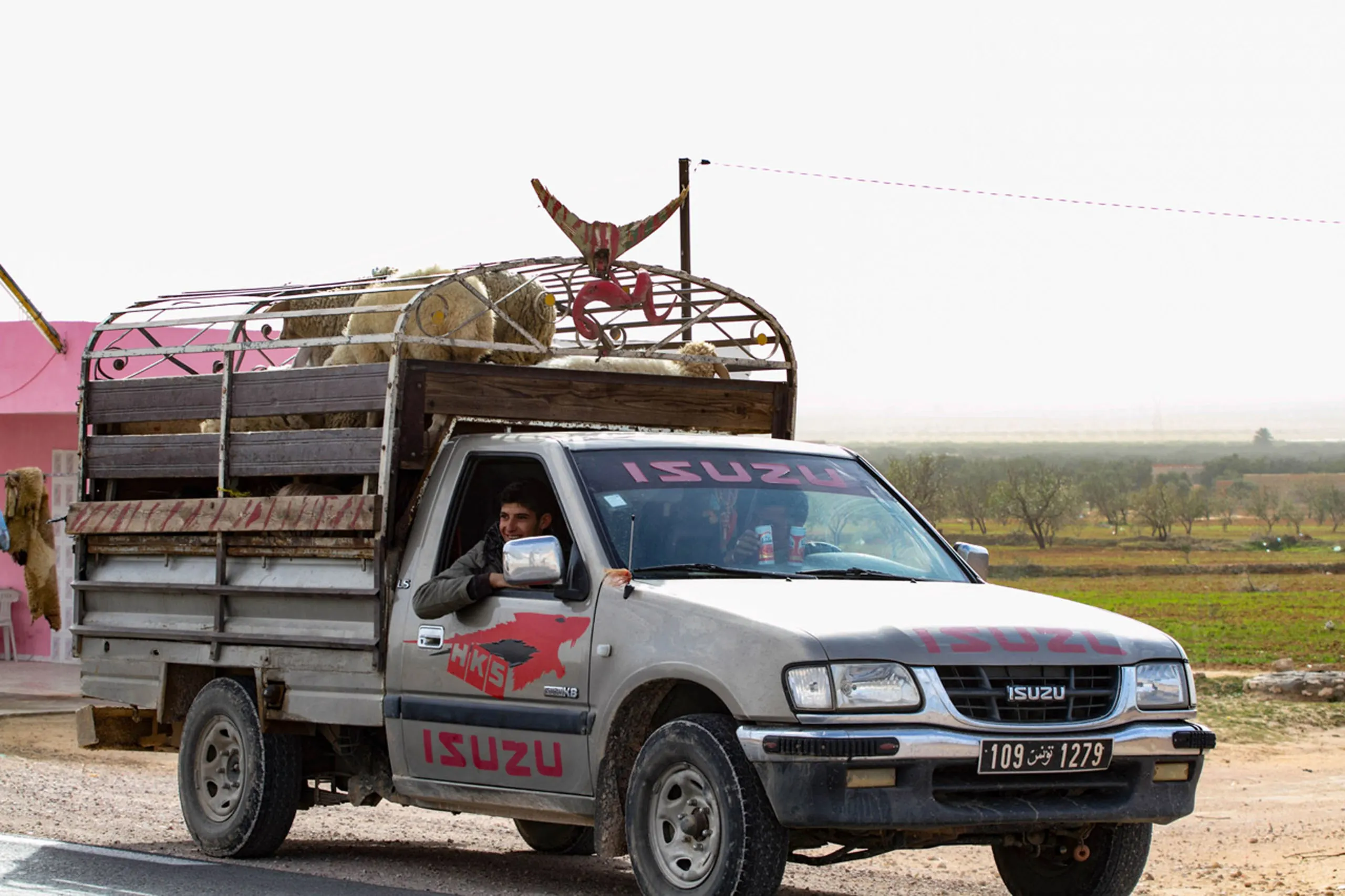 Sheep being transported in a truck along the road in Tunisia.