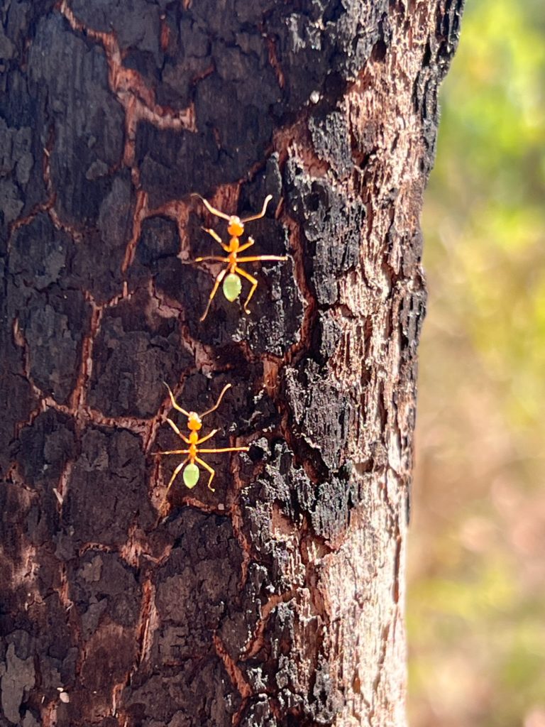 Australia green ants on a tree along Greenant Creek in Litchfield National Park.