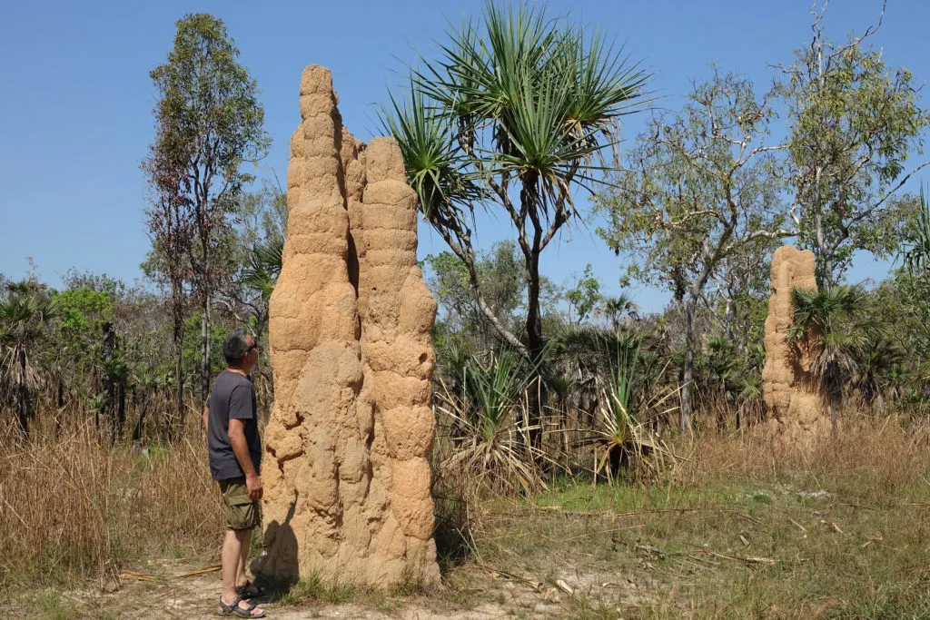 Cathedral termite mound in Litchfield National Park in Northern Territory, Australia.