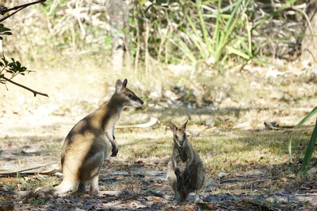 Two wallabies in Litchfield National Park in Northern Territory, Australia.