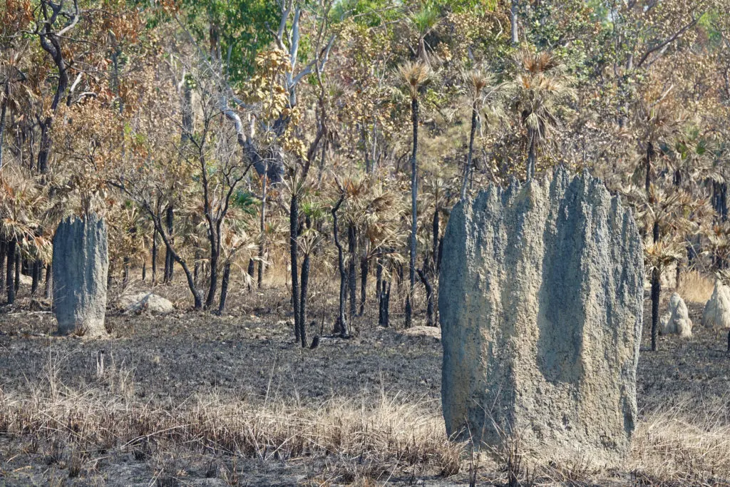 Magnetic termite mounds in Litchfield National Park in Northern Territory, Australia.