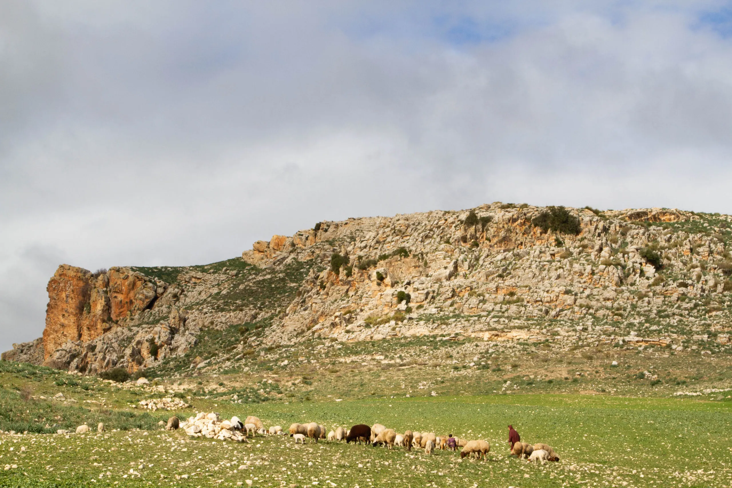 Visit Tunisia and get out into the countryside to enjoy views such as this flock of sheep and their shepherd.