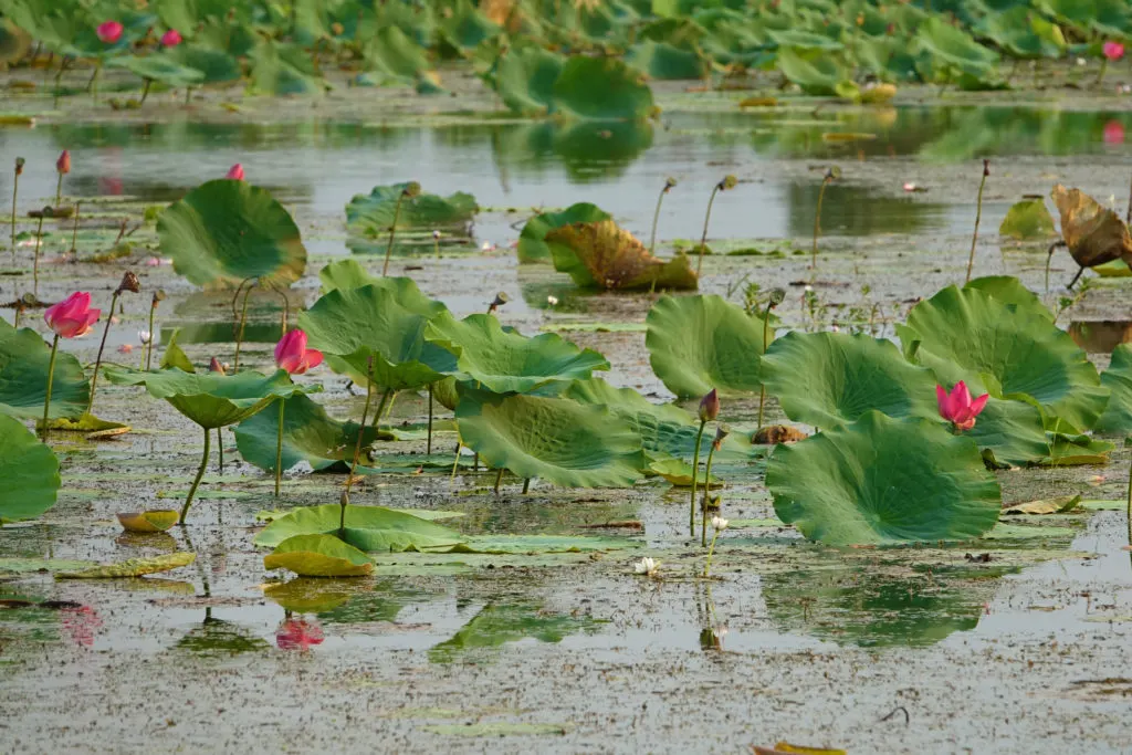 Bright pink lotus flowers in a Yellow Water Billabong with their large leaves turned up to face the sun.