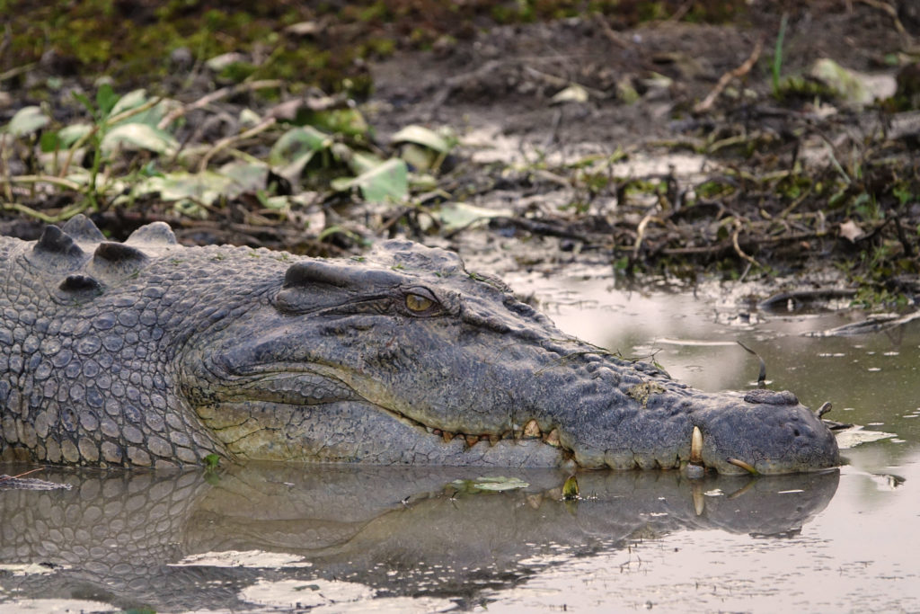 One of the many saltwater crocs in Australia we spotted on a Yellow Water Cruise in Kakadu National Park.