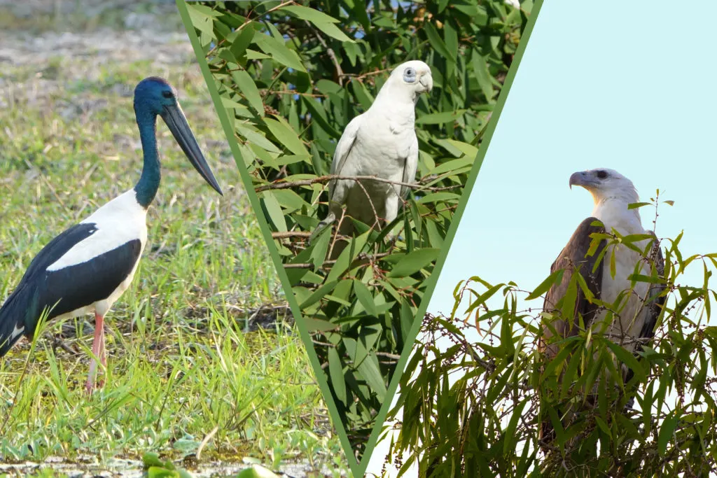Birds in Kakadu National Park, including a Jabiru, a Western Corella, and a White Bellied Sea Eagle.