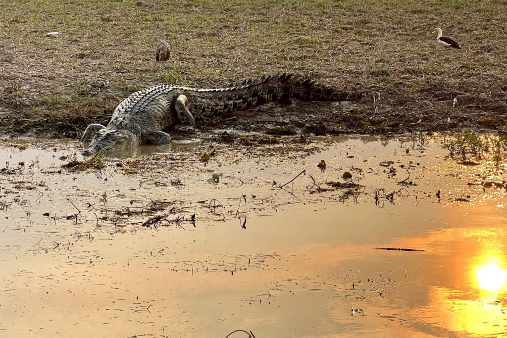 A large crocodile wades in just as the setting sun casts a bright yellow-orange reflection on the water.