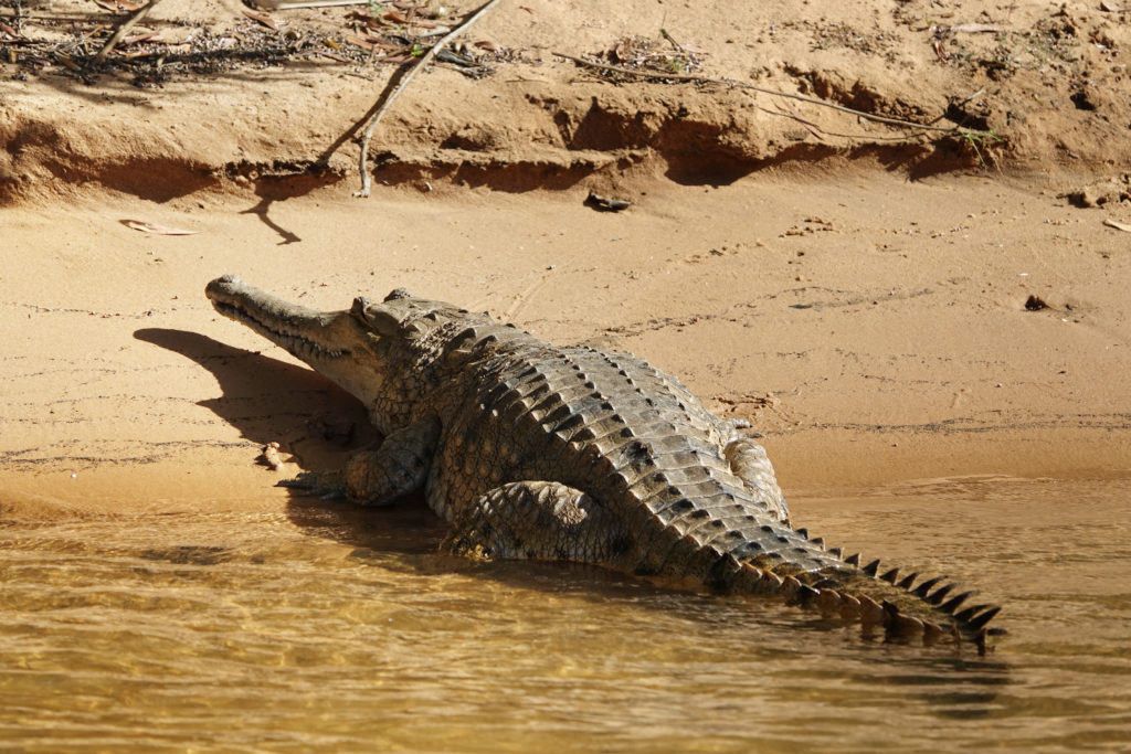 A female crocodile on the shore in Nitmiluk Gorge. Our guide said she is ready to build a nest and lay her eggs.