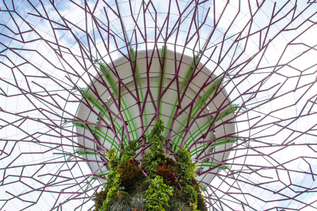 Supertree from below, Gardens by the Bay, Singapore.