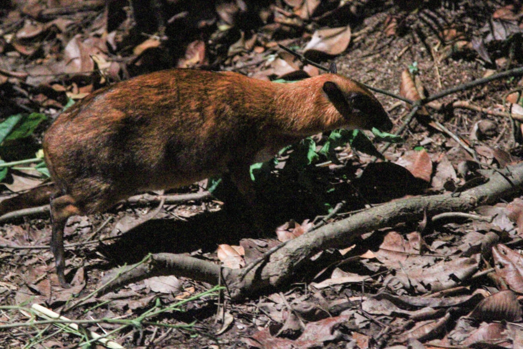 A mouse deer only comes out at night. That's why doing the Singapore Night Safari is a must-do attraction.