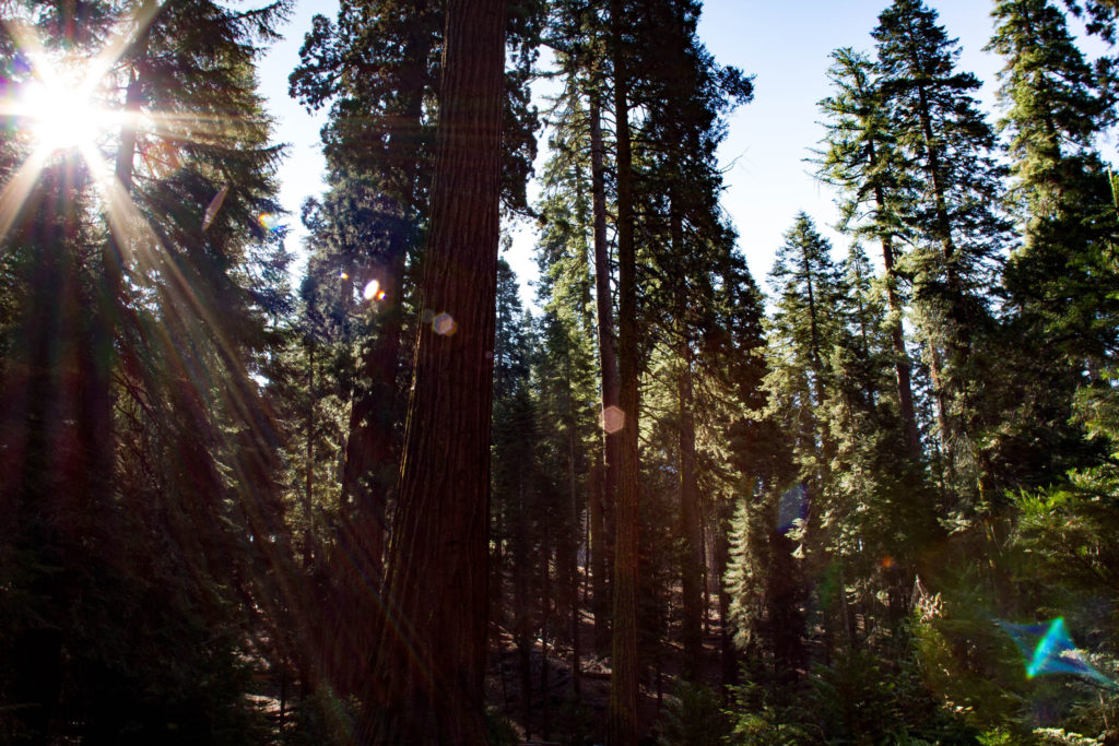 Varied habitats like this forest can be found in Yosemite.