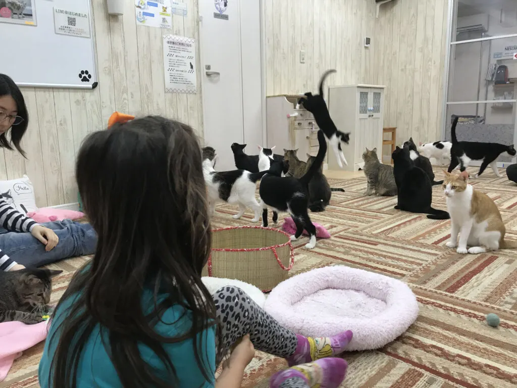 No stress travel with children is possible when picking activities they'll love, like visiting this cat café in Tokyo.
