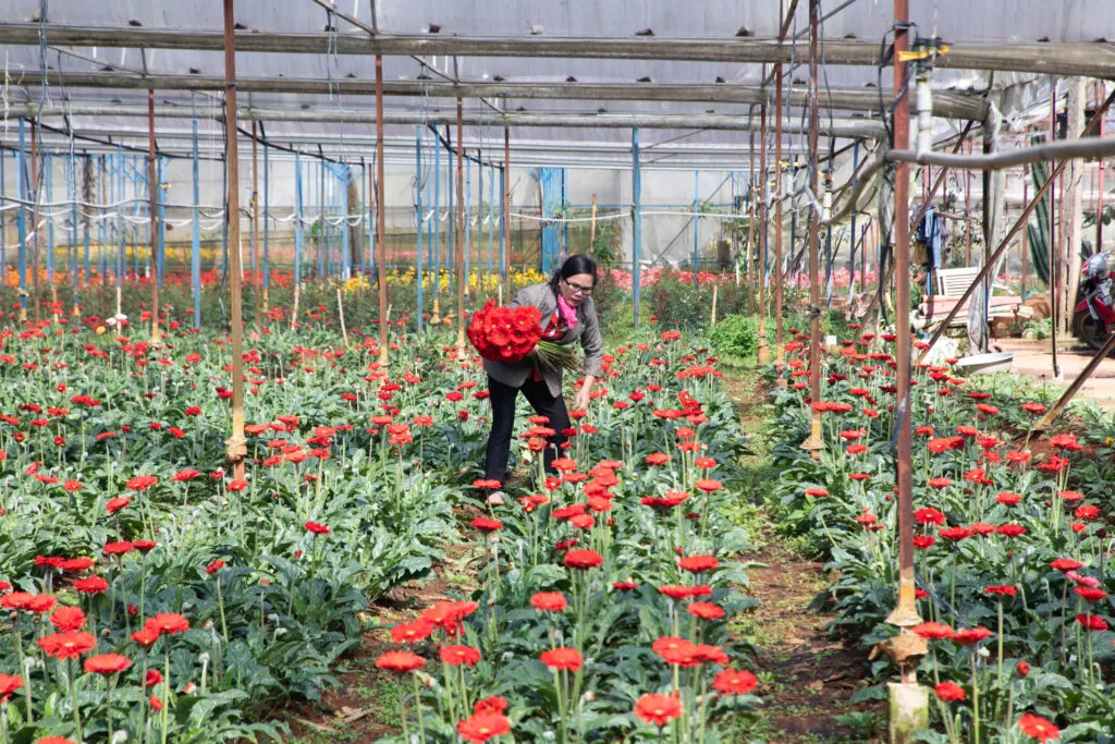 Dalat is the city of Flowers, and there are flower farms all around the countryside.