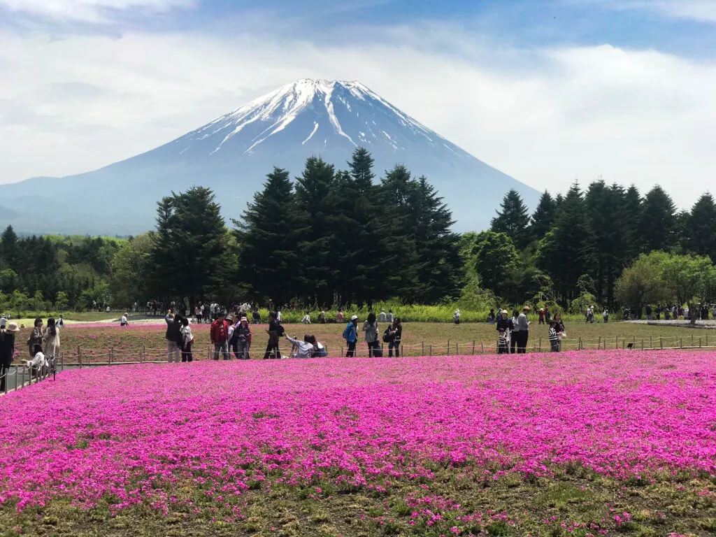 Bright pink flowers under Mt. Fuji at Mutsuko Resort in Japan, a great place for fuji views.