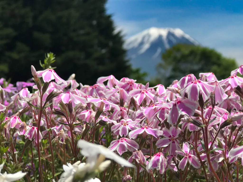 Flowers with Fuji in background.