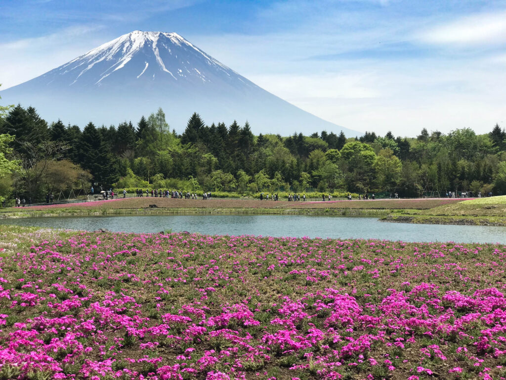 Mt. Fuji and flowers.