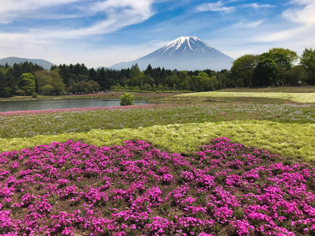 Mt. Fuji rises up over the beautiful flowers.