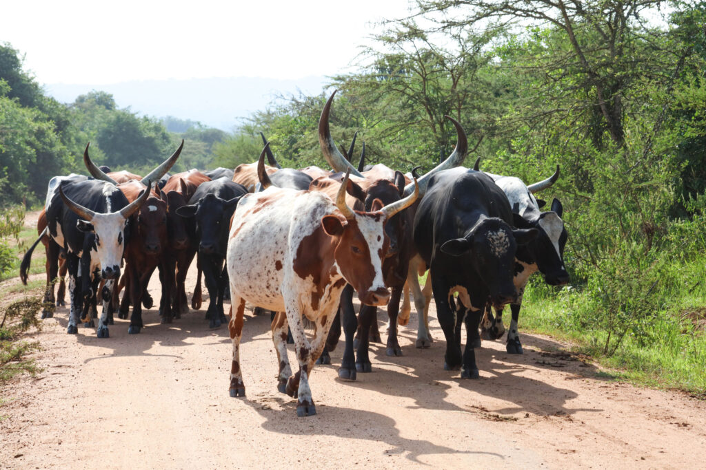 One hazard to be careful of when on a road trip Uganda, is that there probably will be cattle on the road.