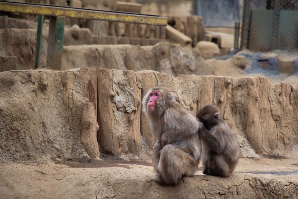 Japanese macaques at the Mt. Takao monkey park