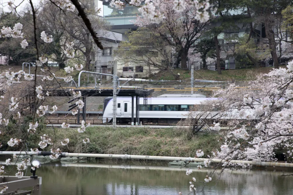 Sitting across the river, in Tokyo, watching the train drive through the cherry trees.