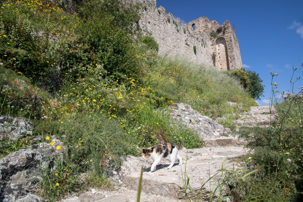 A local tourist (cat) descends the Mystras Castle path.