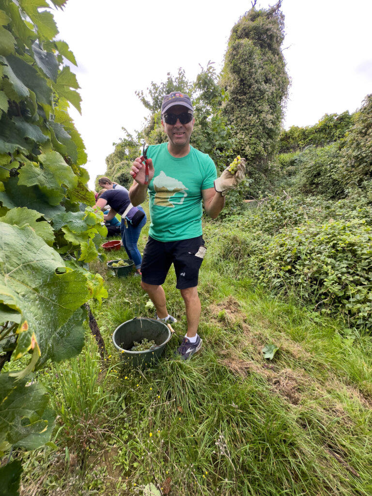 Chris harvesting German white wine grapes.