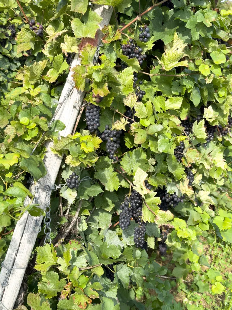Pinot Noir grapes from Ingelheim.