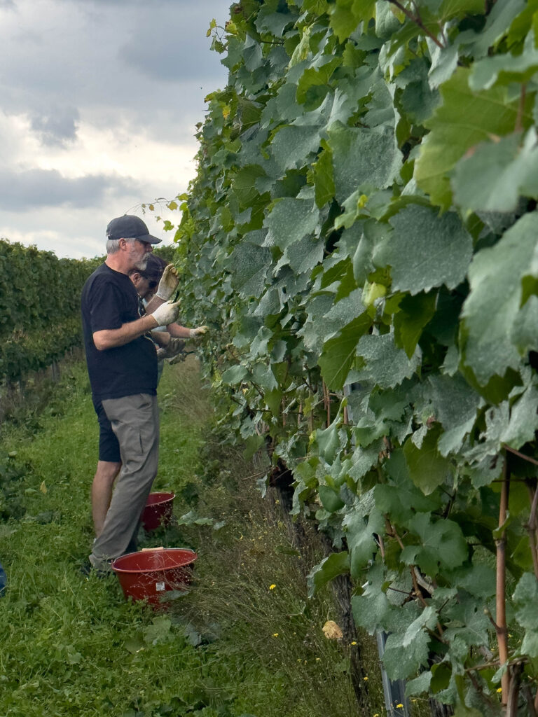 Jim picks Riesling grapes on our vineyard tour.