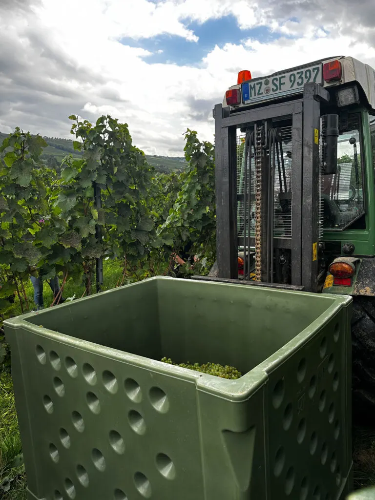 The forklift moving around the heavy crates of white wine grapes.