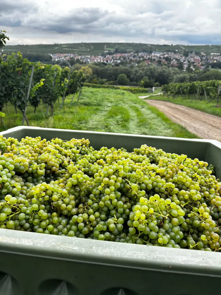 Our Riesling harvest; so many beautiful green grapes.