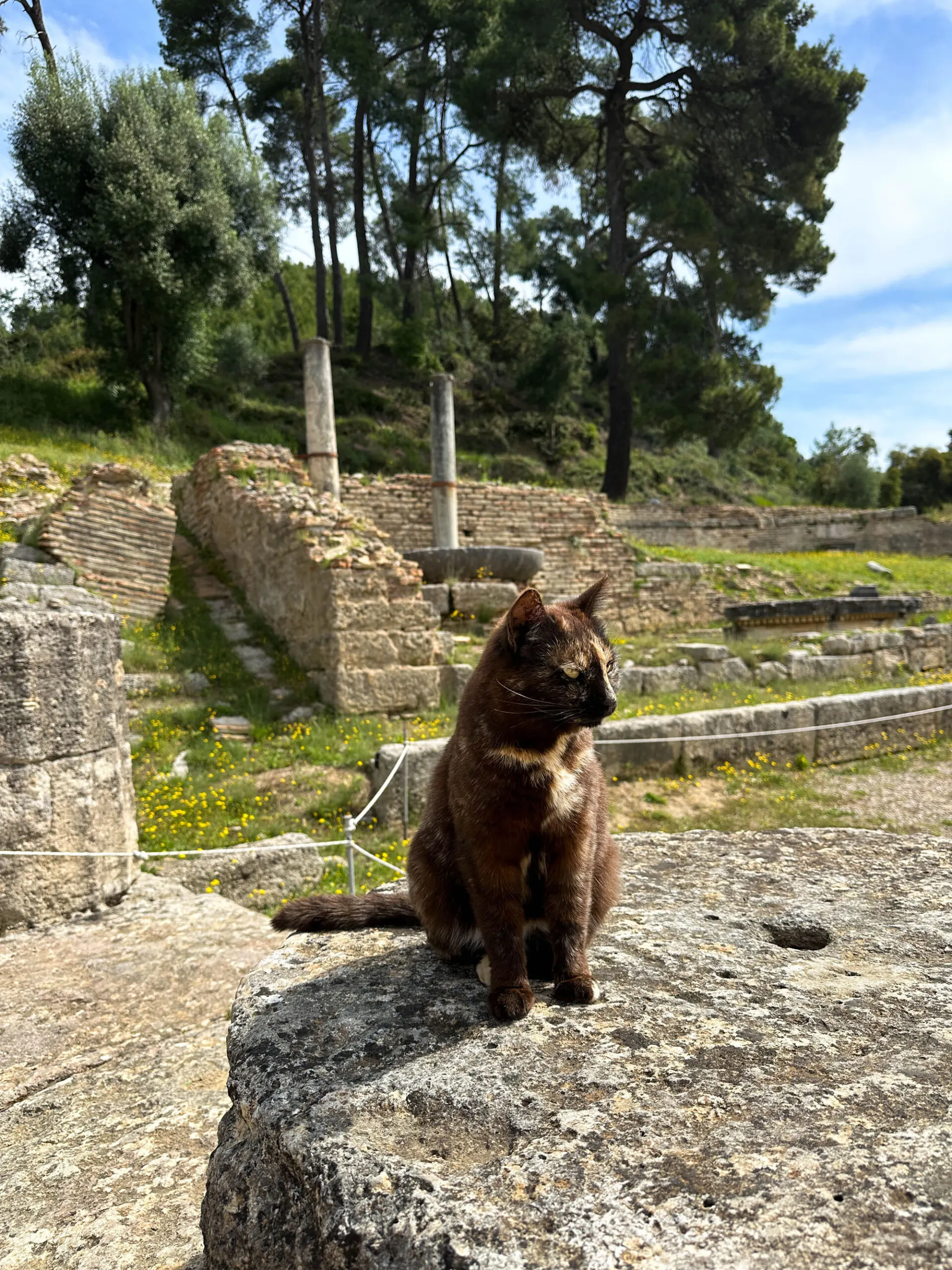 A cat poses on the Temple of Hera in Olympia.