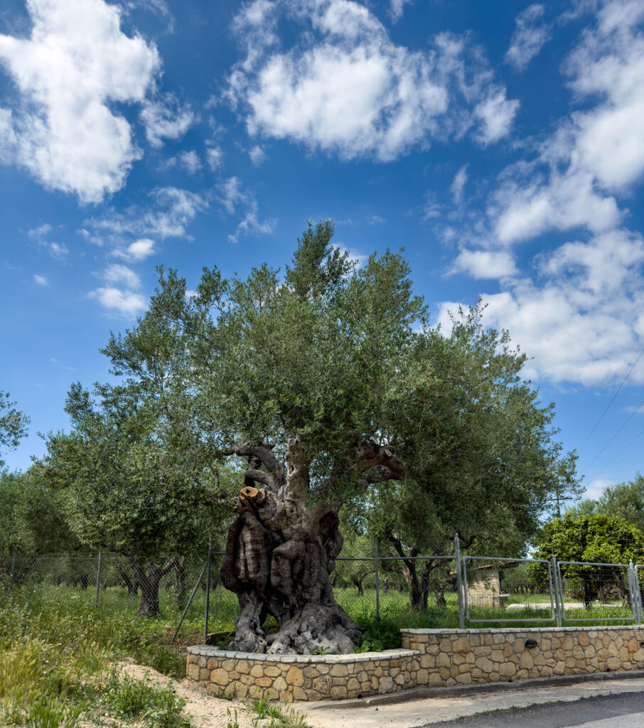Olive trees are ubiquitous on the Peloponnese Peninsula.