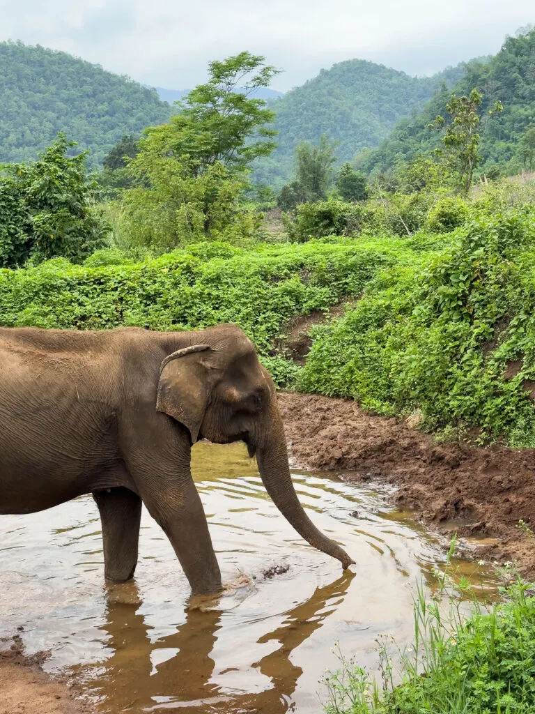 Ethical elephant sanctuary in Thailand.
